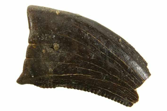 Dromaeosaurid Theropod (Acheroraptor) Partial Tooth - Montana #339004
